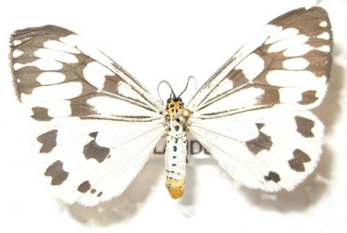 Réf. 104 460 : Nyctemera sp.