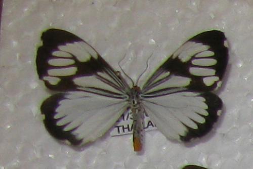 Réf. 104 462 : Nyctemera sp.