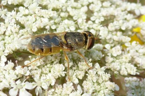 Réf. 104 768 : Odontomyia angulata