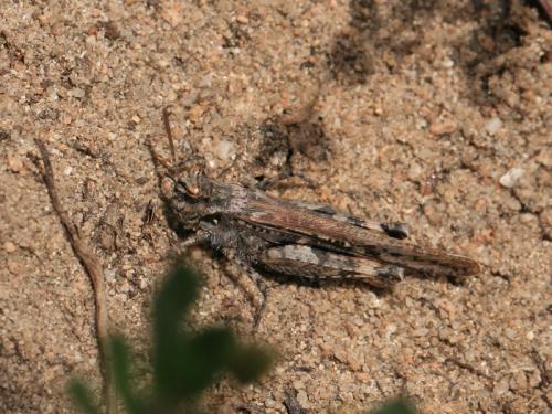 Réf. 104 928 : Acrotylus insubricus braudi