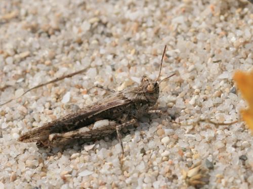 Réf. 104 926 : Acrotylus insubricus braudi