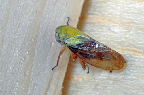 Réf. 104 399 : Oncopsis flavicollis