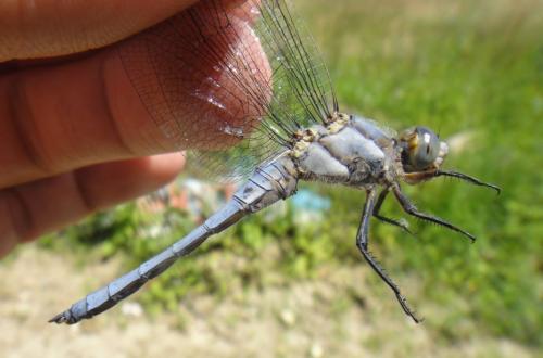 Orthetrum brunneum