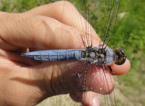 Orthetrum brunneum