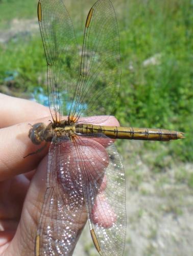 Réf. 104 105 : Orthetrum coerulescens