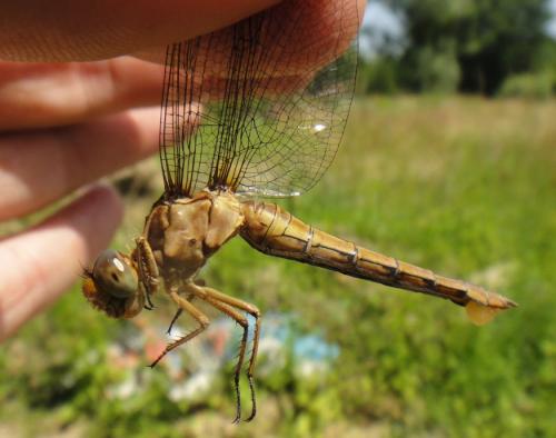 Orthetrum coerulescens