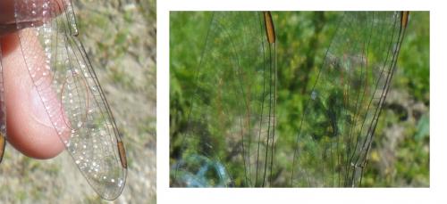 Réf. 104 094 : Orthetrum brunneum