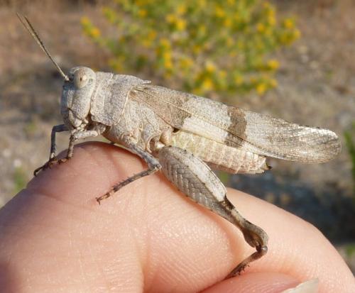 Oedipoda sp.