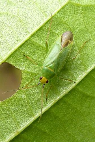 Orthotylus flavinervis