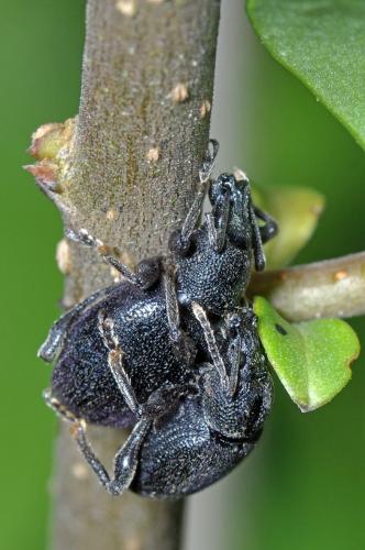 Réf. 104 300 : Otiorhynchus meridionalis
