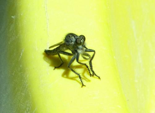Asilinae