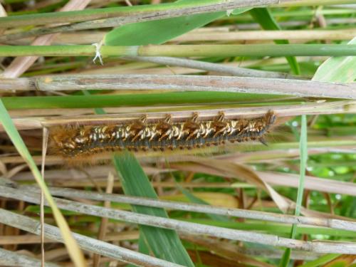 Euthrix potatoria