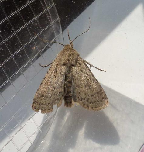 Rhyacia simulans