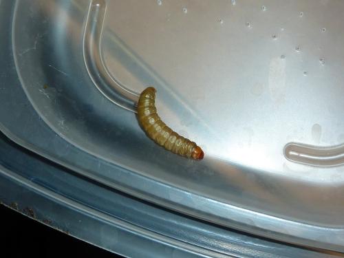 Aphomia sociella