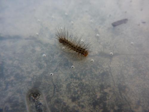 Diaphora mendica