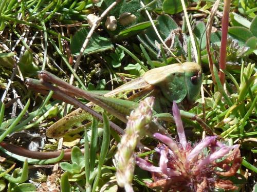 Réf. 104 617 : Decticus verrucivorus verrucivorus
