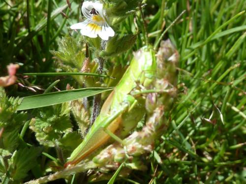 Réf. 104 618 : Euthystira brachyptera