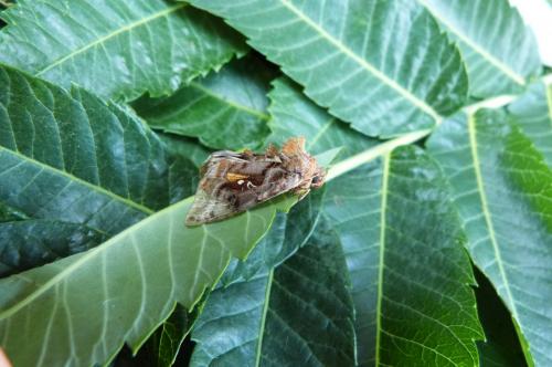 Autographa pulchrina