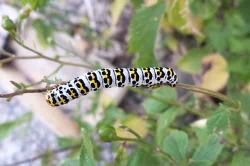 Réf. 104 987 : Cucullia scrophulariae