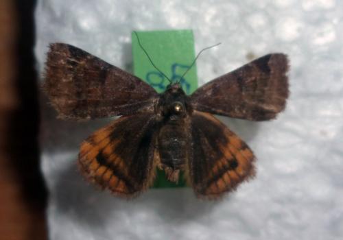 Euclidia glyphica