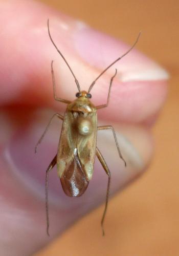 Adelphocoris lineolatus