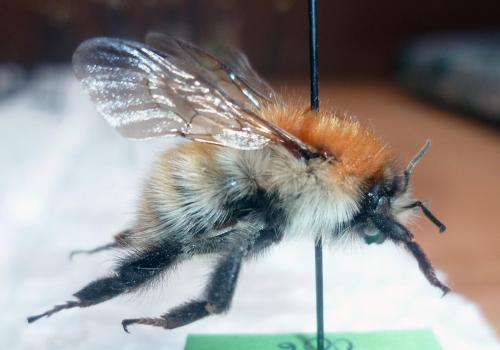 Bombus sp.