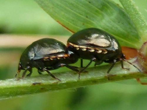 Réf. 104 951 : Coptosoma scutellatum