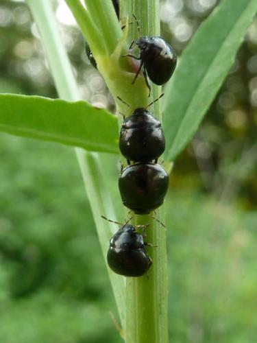 Coptosoma scutellatum