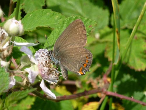 Réf. 104 189 : Satyrium ilicis