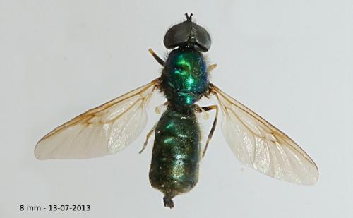 Chloromyia formosa