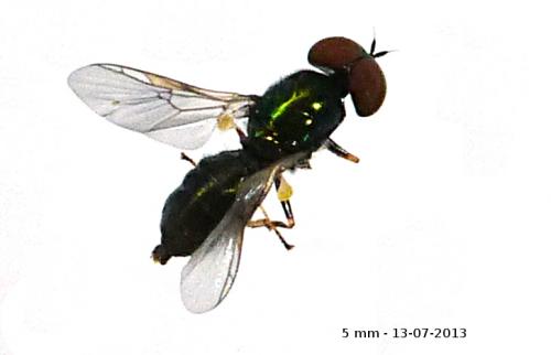 Microchrysa polita