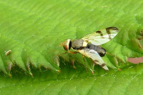 Réf. 104 068 : Urophora stylata