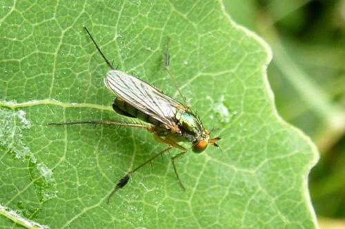 Dolichopus wahlbergi