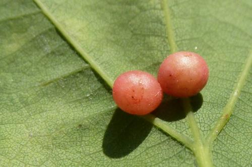 Cynips divisa