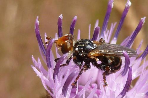 Myopa variegata