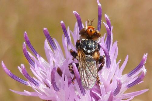 Myopa variegata