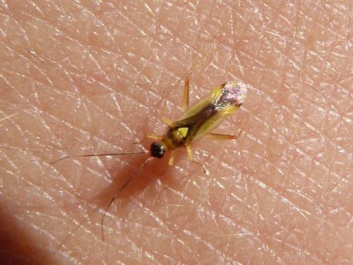 Campyloneura virgula