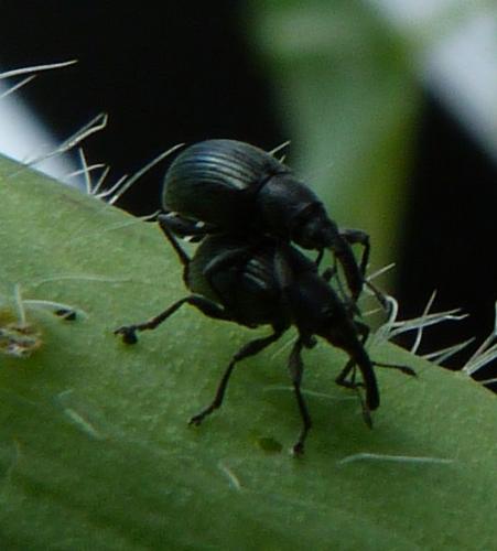 Aspidapion aeneum