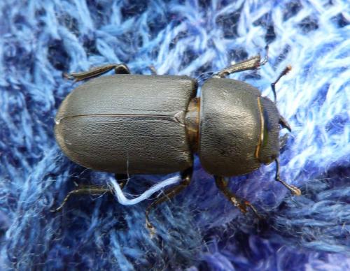 Réf. 104 738 : Dorcus parallelipipedus