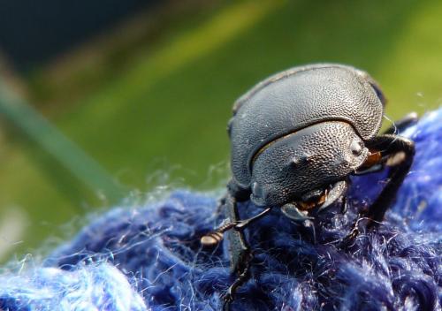 Réf. 104 739 : Dorcus parallelipipedus