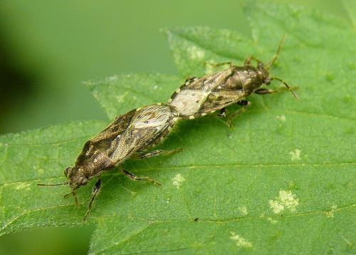 Heterogaster urticae