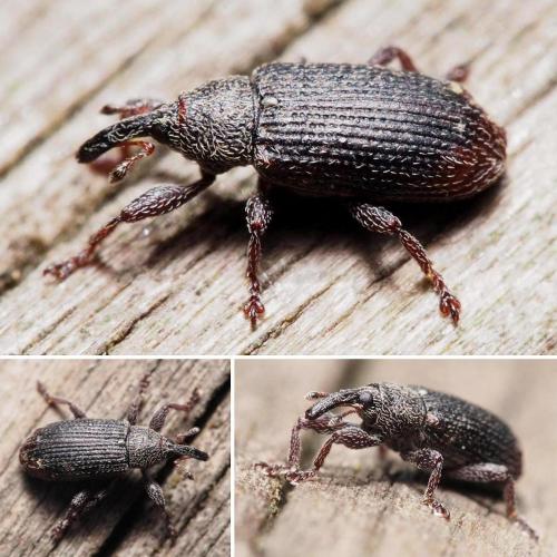 Réf. 104 332 : Bradybatus sp.