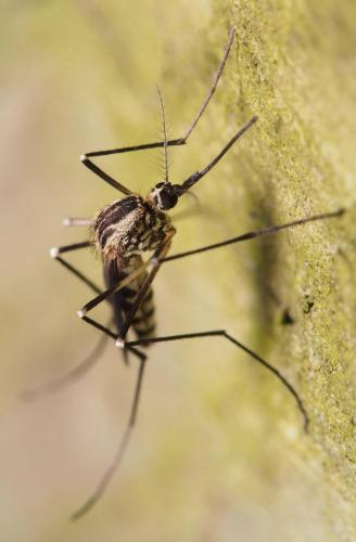 Réf. 104 603 : Aedes geniculatus