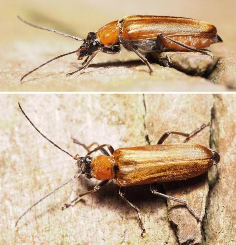 Réf. 104 159 : Anogcodes rufiventris