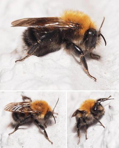 Bombus hypnorum