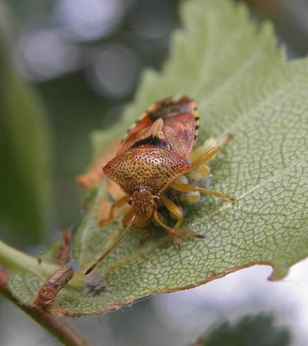 Réf. 104 256 : Elasmucha grisea
