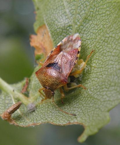 Elasmucha grisea grisea