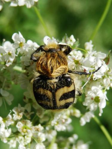 Trichius fasciatus