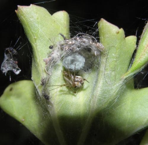 Phylloneta sp.