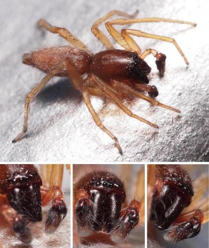 Clubiona brevipes